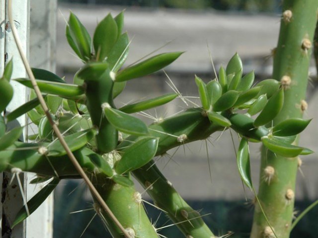 Quiabentia_verticillata